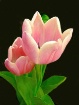 The Tulips are He...