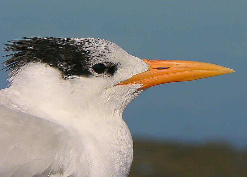 Royal Tern