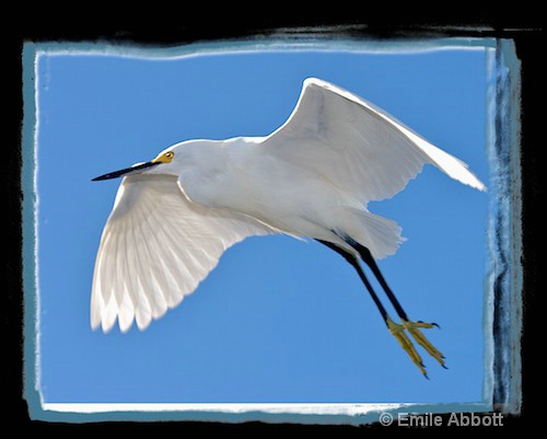 Snowy Egret in Flight - ID: 7761898 © Emile Abbott