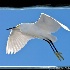 © Emile Abbott PhotoID # 7761898: Snowy Egret in Flight