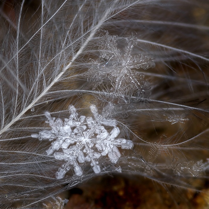 Snowflakes on Feather