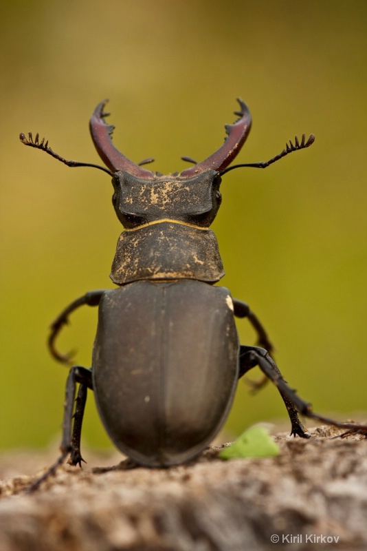 beetle3- 3  - ID: 7762202 © Kiril Kirkov