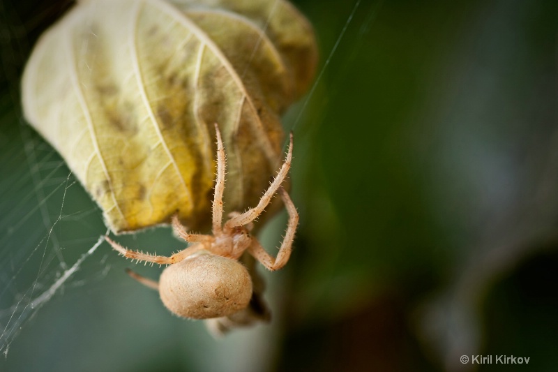 spider1 - ID: 7762228 © Kiril Kirkov