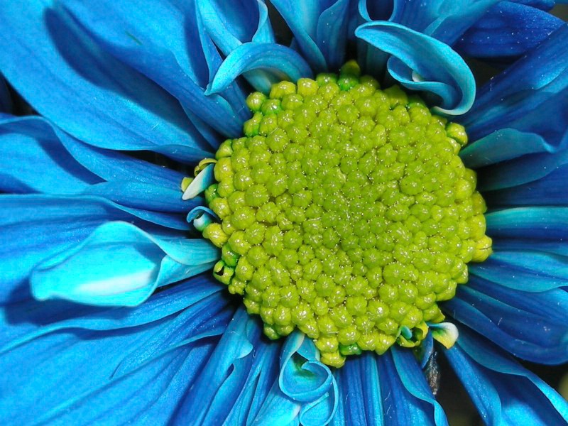 Green & Blue Flower ~ 2008
