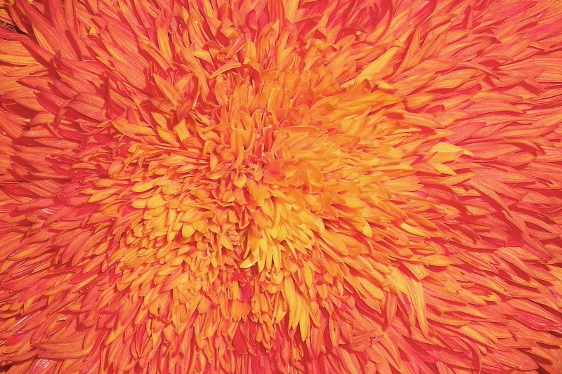 Orange Explosion ~ 2008