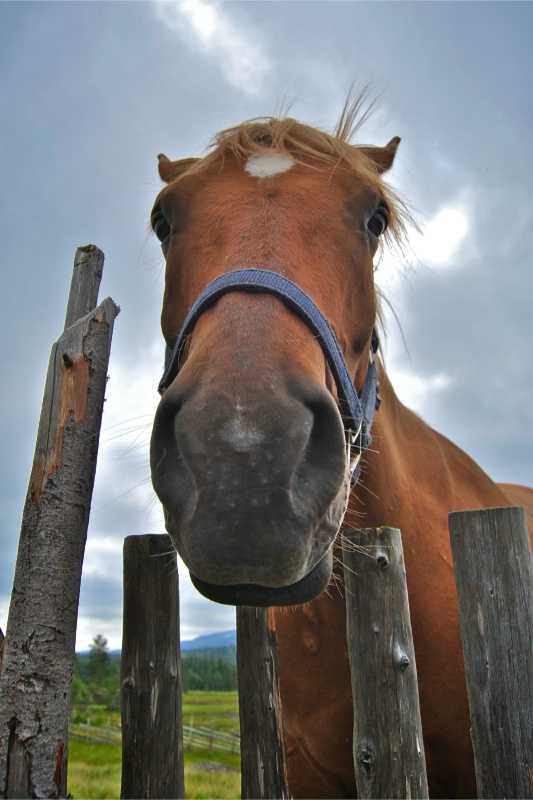Brown Horse ~ Skogn, Norway ~ 2008