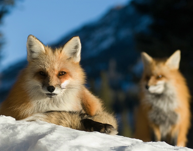 fox 1 web