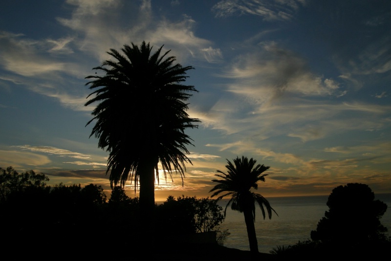 Palm Tree Sunset ~ Palos Verdes, CA ~ 2008