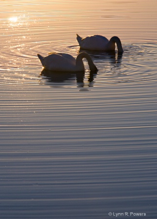 Swan Lake III