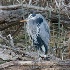 © Terry Korpela PhotoID# 7767294: Great Blue Heron