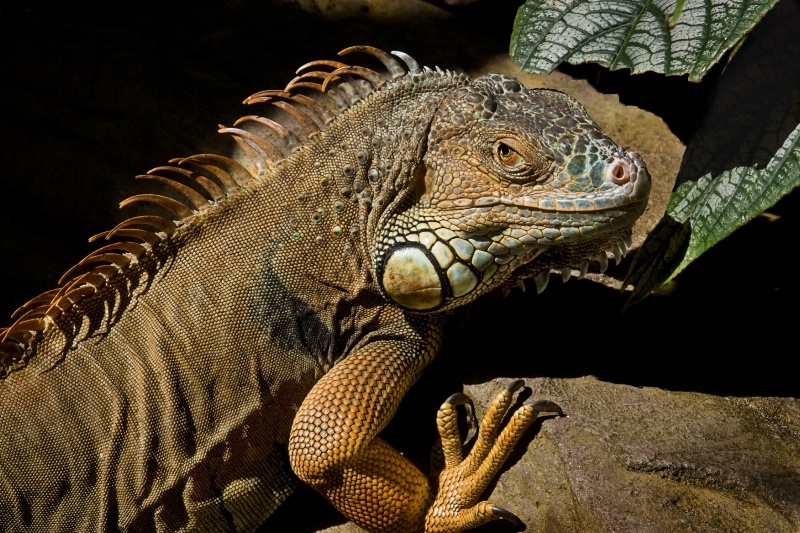 Iguana Monster