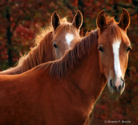 The Weanlings