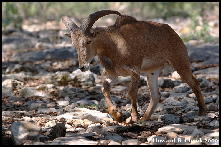 Barbary Sheep