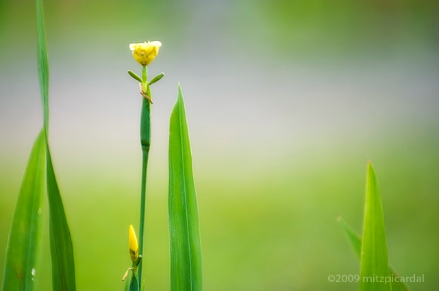 Flowerkeh