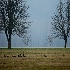 2Canada Goose (Branta canadensis)5 - ID: 7770204 © Kiril Kirkov