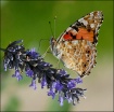 Golden Rosemary