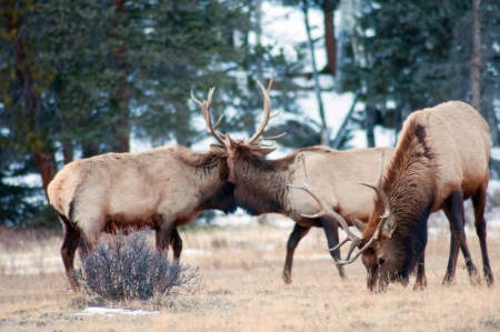 Sparing young bull Elk