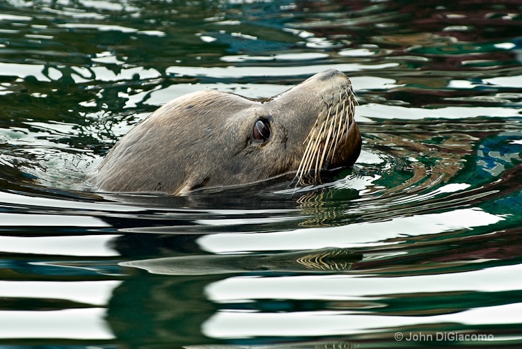 Harbor Seal, OR