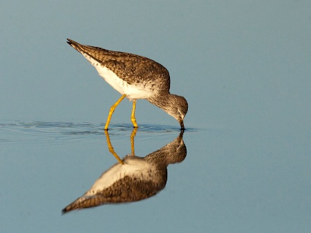 Willet & Reflection