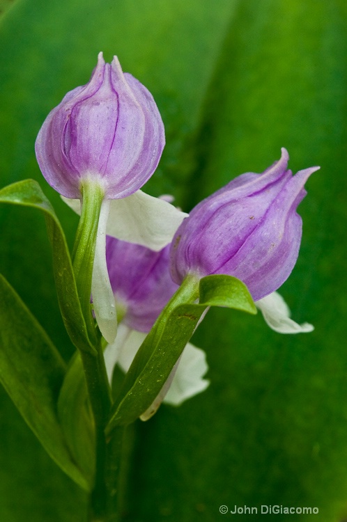 Showy Orchis