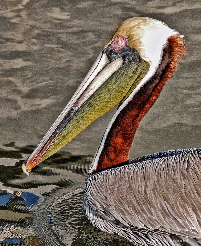 Pete the pelican