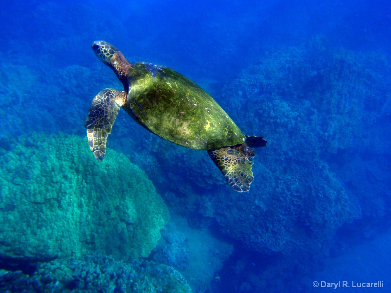 Napilia Bay turtle - ID: 7774217 © Daryl R. Lucarelli