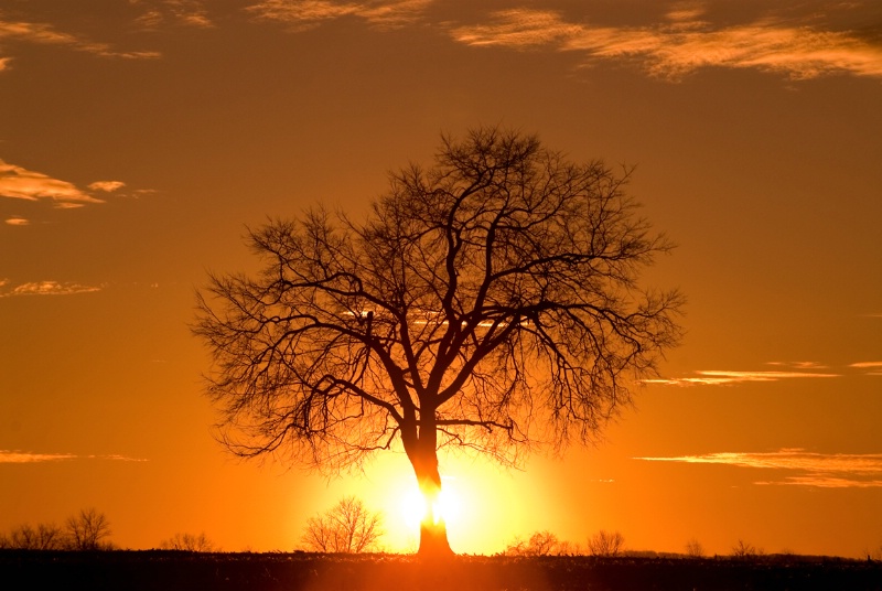 Tree at Sunset - ID: 7775631 © Don Johnson