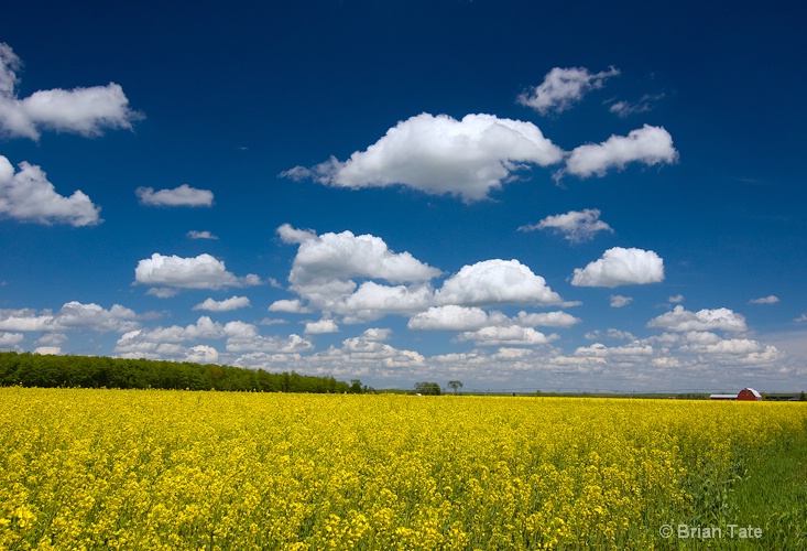 Yellow, White & Blue