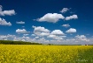 Yellow, White & B...