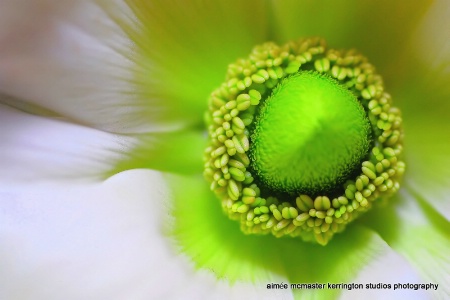 wind flower