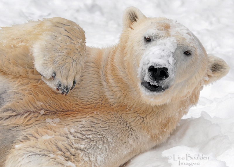 Hey! Who Threw the Snowball?