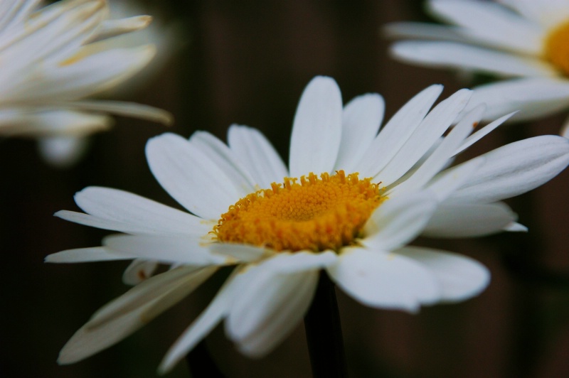 Come Hither and Dust your Body with My Pollen