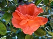 Fiesta~Rose