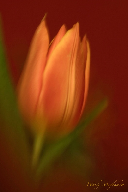Tulip Impression