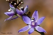 Scented