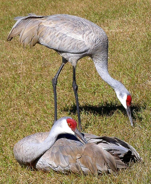 Sandhill Crane 11