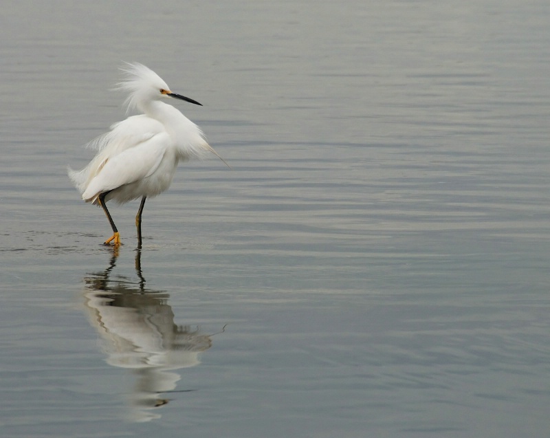 Strutting