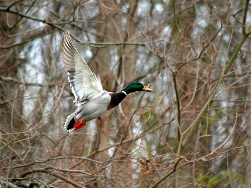 Mallard Flight