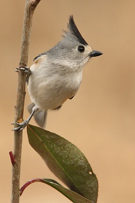 Titmouse in the Vertical