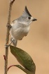 Titmouse in the V...