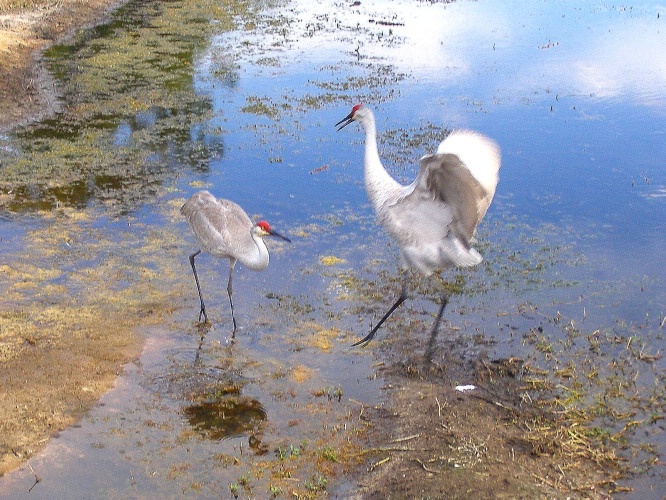 Sandhill Crane 13