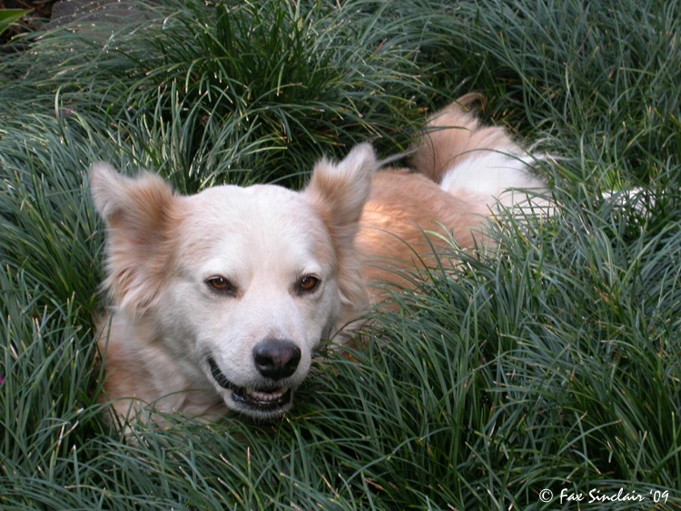 Pookie in the Grass  - ID: 7786589 © Fax Sinclair