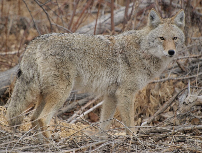 Chatfield Coyote