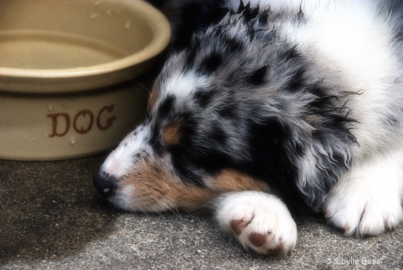 Puppy Dreaming of being a Big Dog - ID: 7788132 © Sibylle Basel