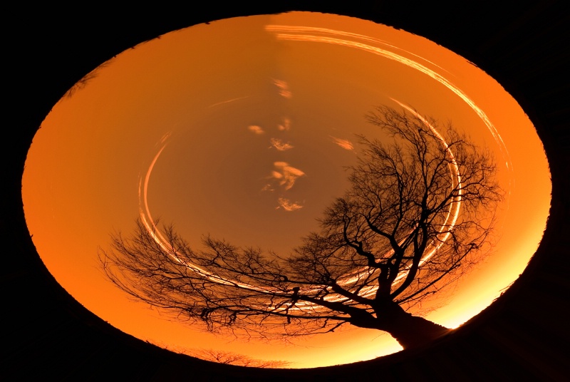 Monocacy Sunset Tree Distortion