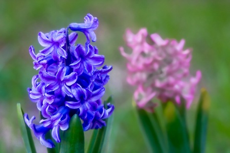 Blue & Pink Hyacinth