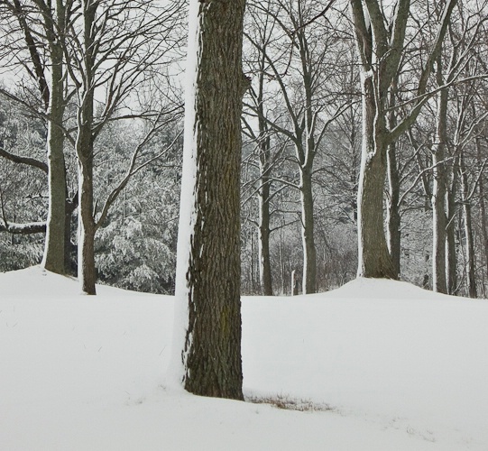 winter-trees-2