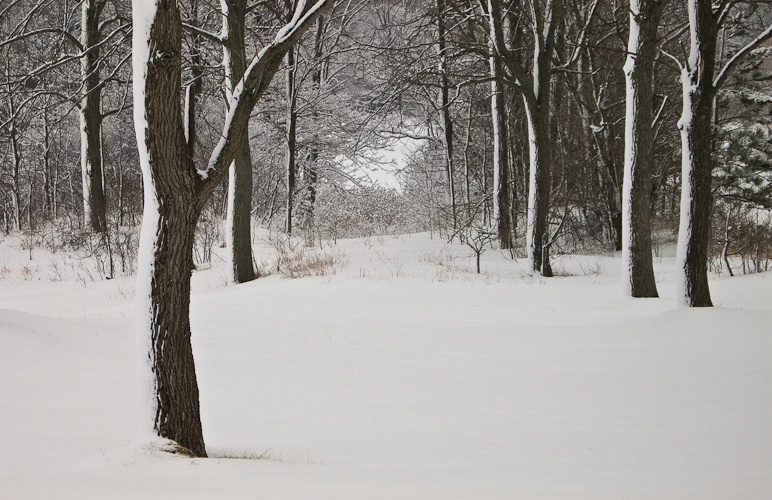 winter-trees-3