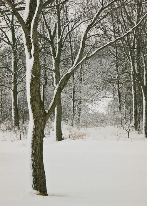 winter-trees-4