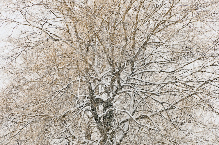 winter-trees-5